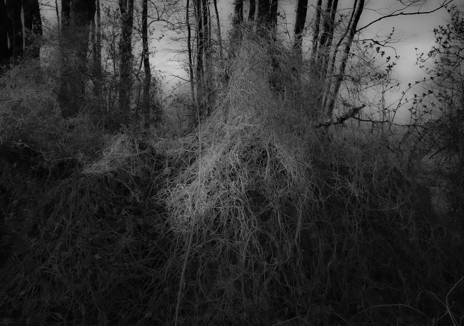 European Photography Awards Winner - UNDERGROWTH