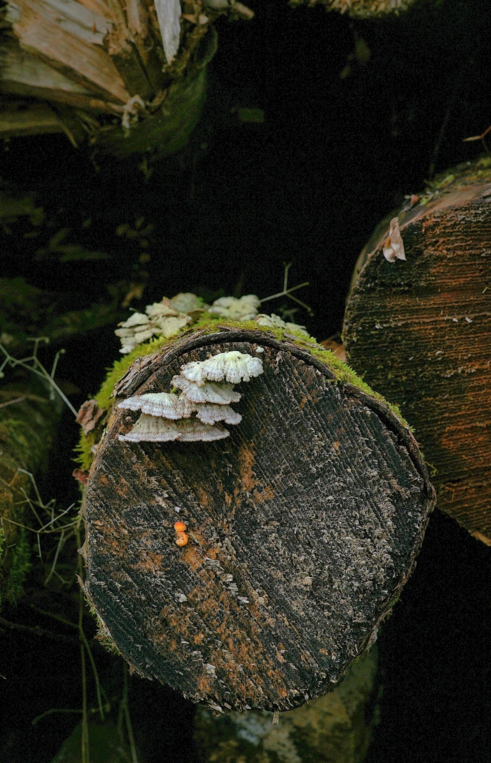 European Photography Awards Winner - Microorganisms on the cut surface of felled tree trunks