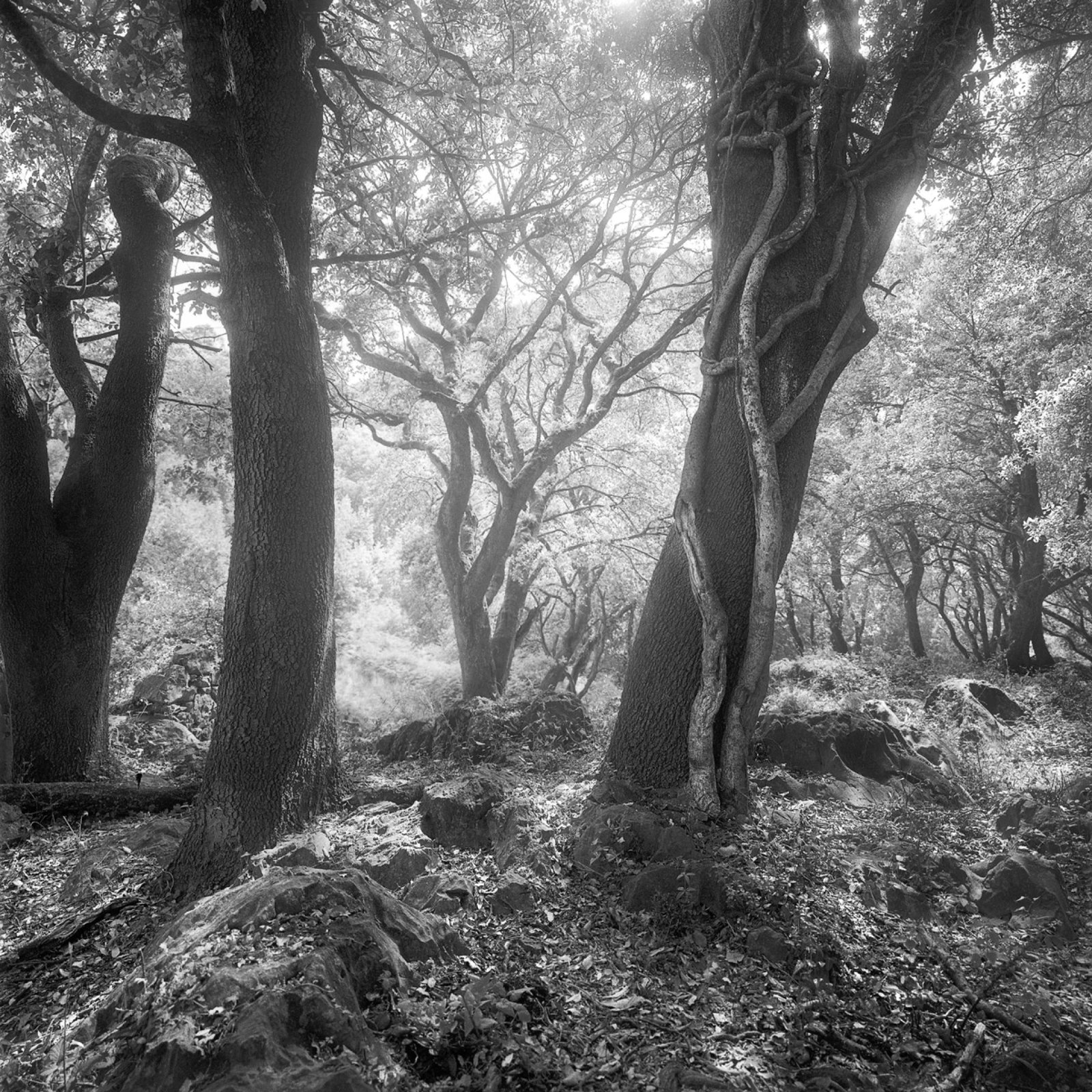European Photography Awards Winner - PRINCIPALITY OF ASTURIAS NATURAL PARKS (NW SPAIN)