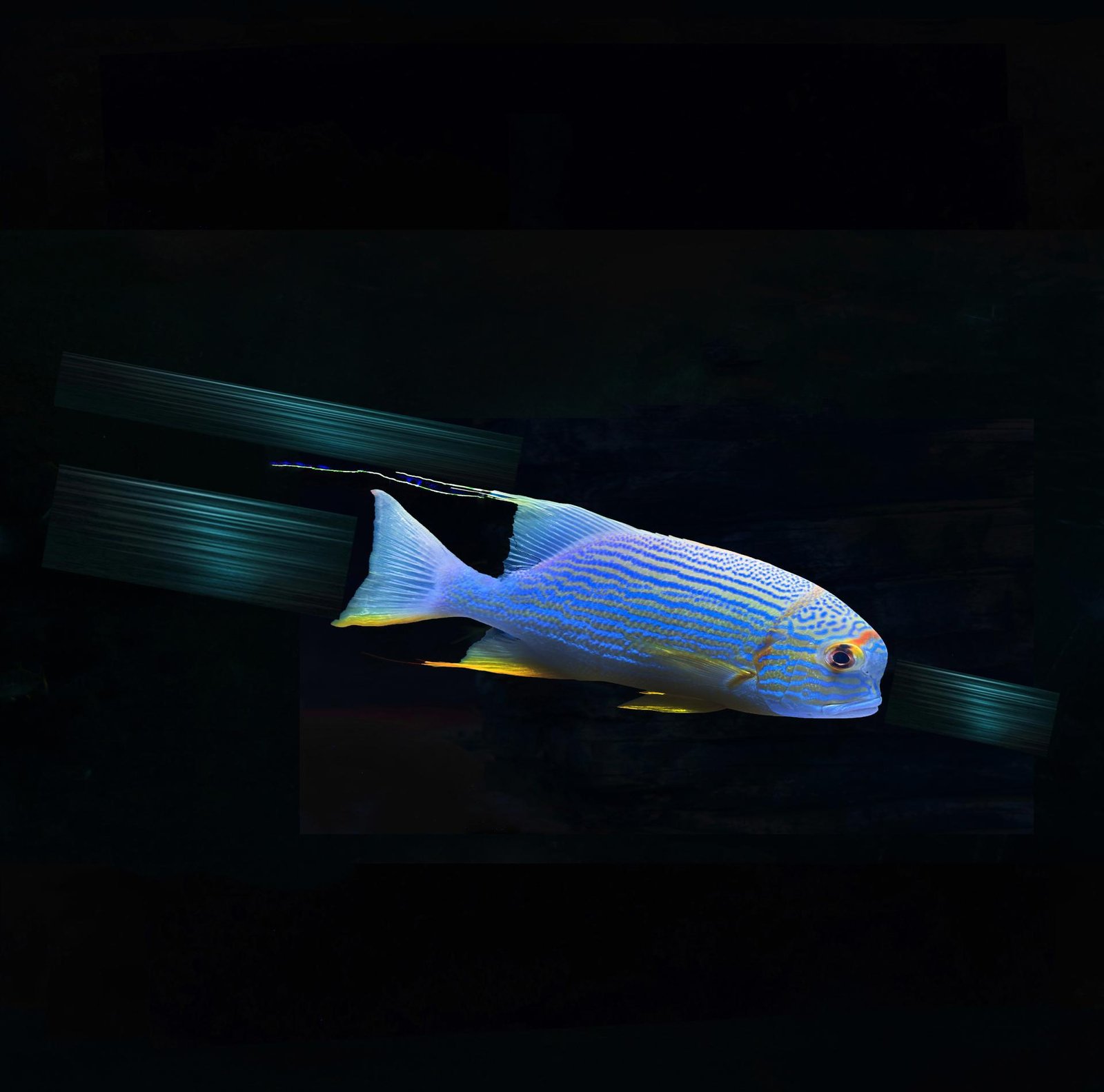 European Photography Awards Winner - The trail of a Fish