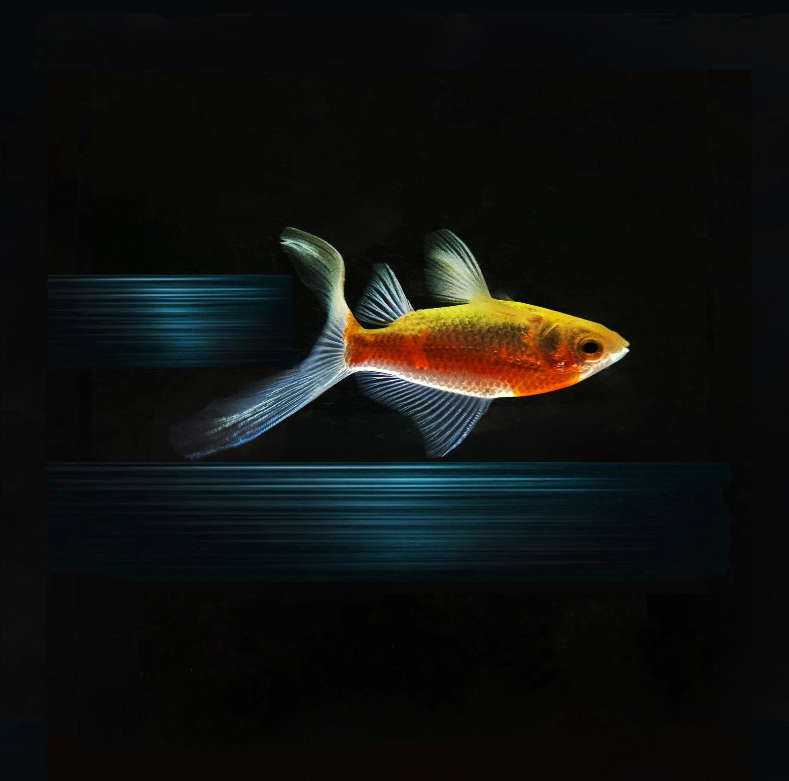 European Photography Awards Winner - The trail of a Fish