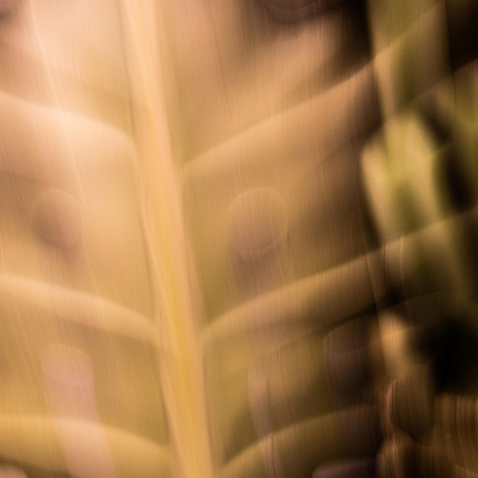 European Photography Awards Winner - A Trance of Chlorophyll