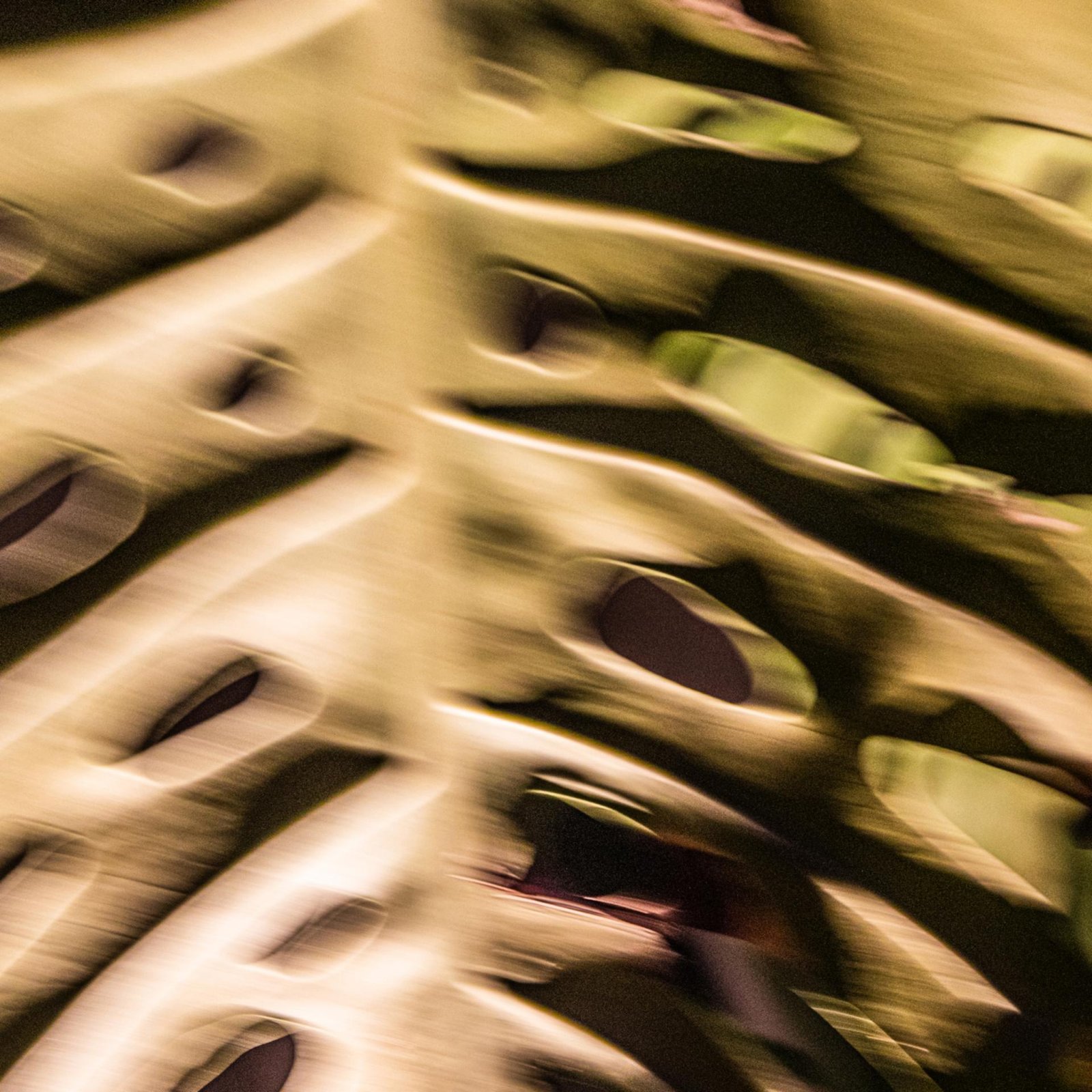European Photography Awards Winner - A Trance of Chlorophyll