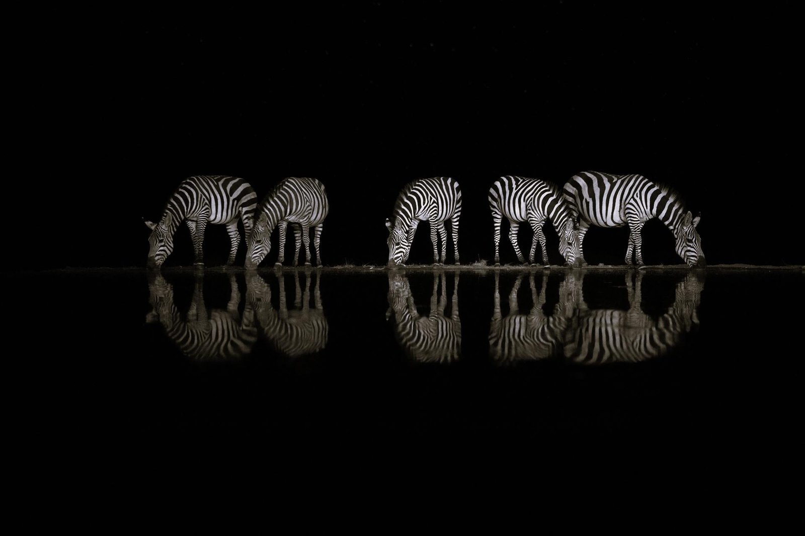 European Photography Awards Winner - Zebras at night