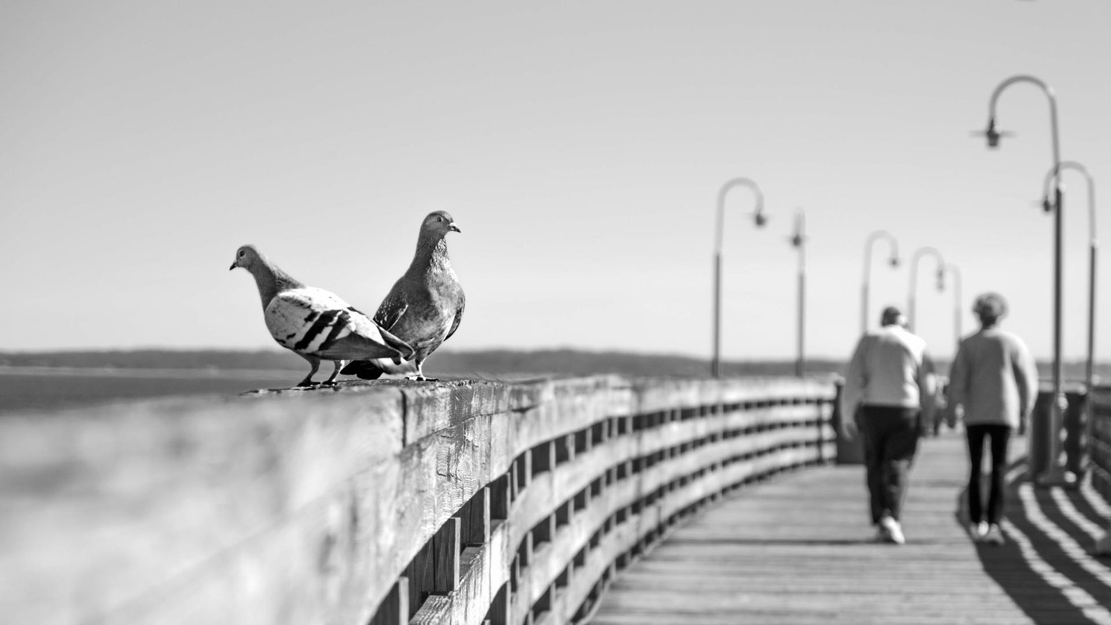 European Photography Awards Winner - Love Birds