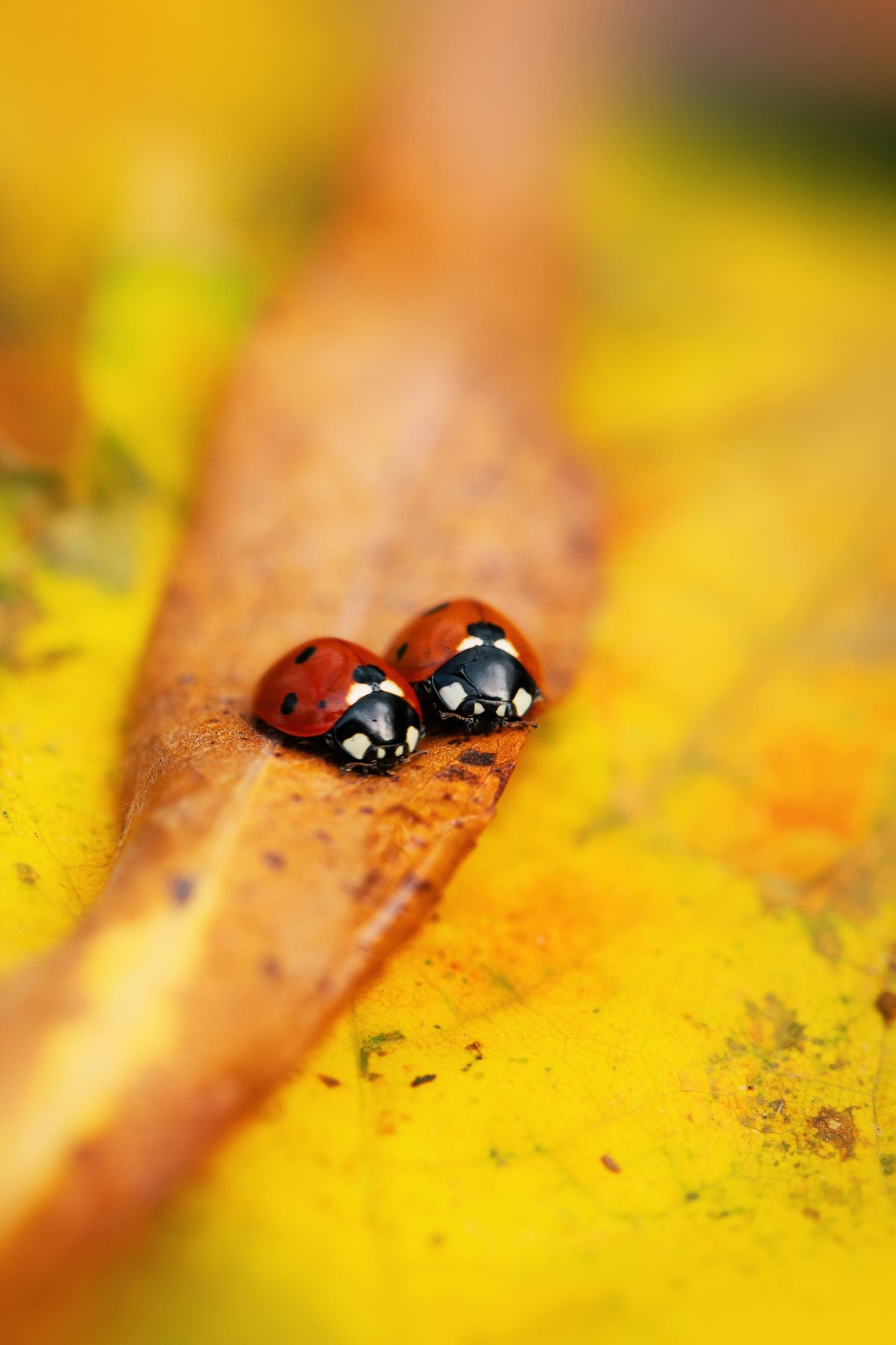 European Photography Awards Winner - Ladybugs embraced by Nature