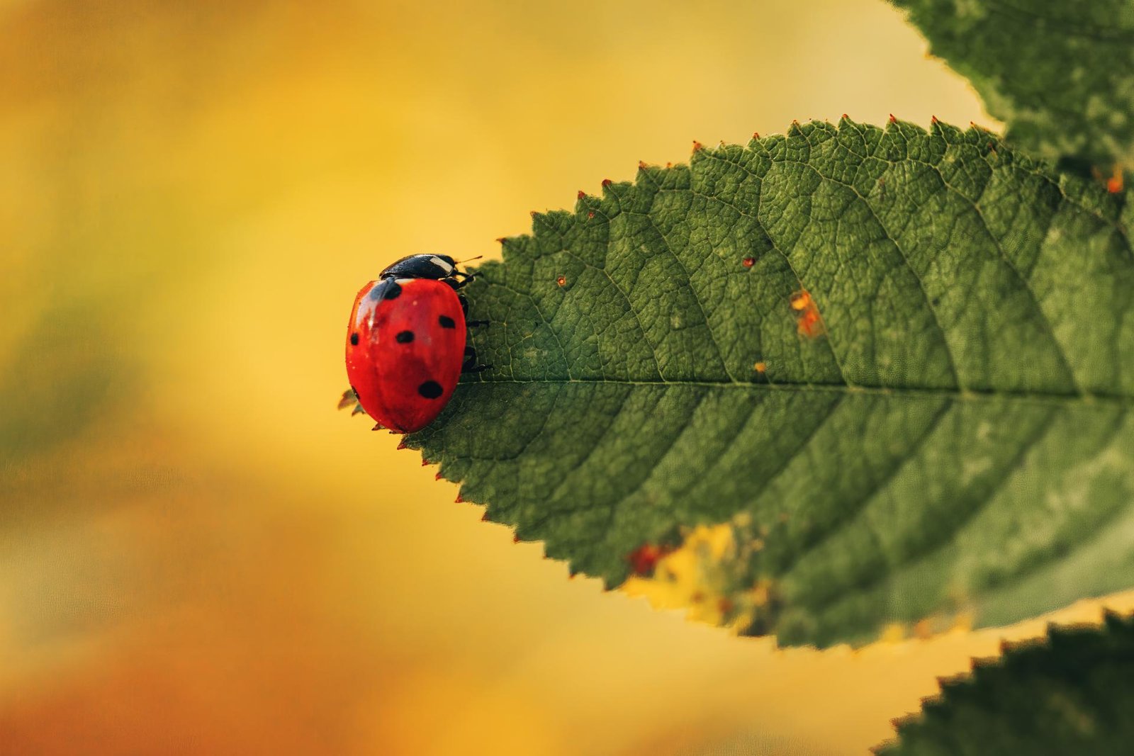 European Photography Awards Winner - Ladybugs embraced by Nature