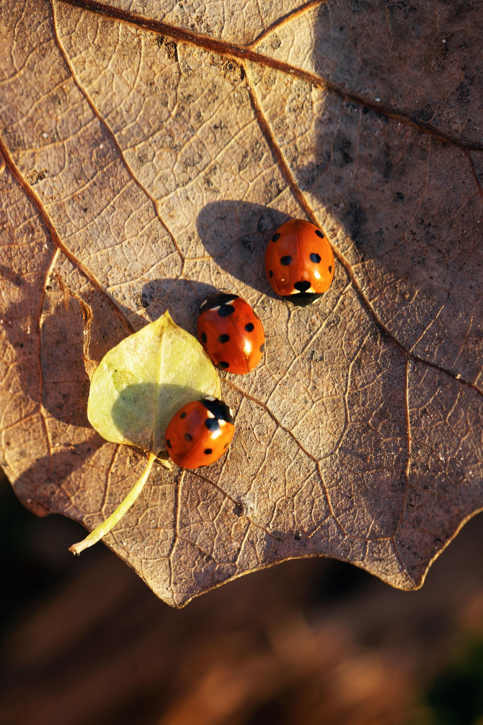 European Photography Awards Winner - Ladybugs embraced by Nature