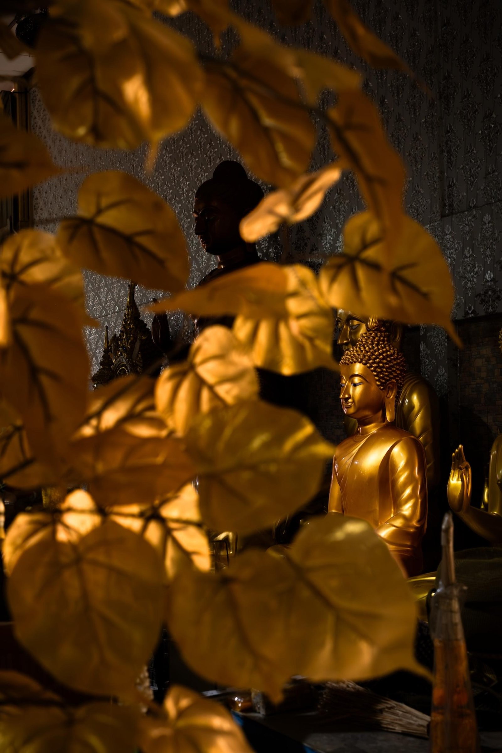 European Photography Awards Winner - Bodhi Tree
