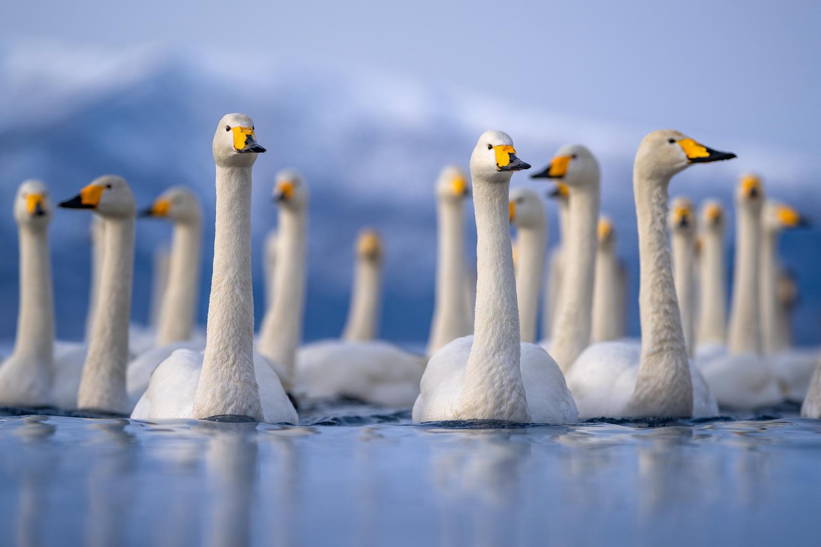 European Photography Awards Winner - Grace in Unity