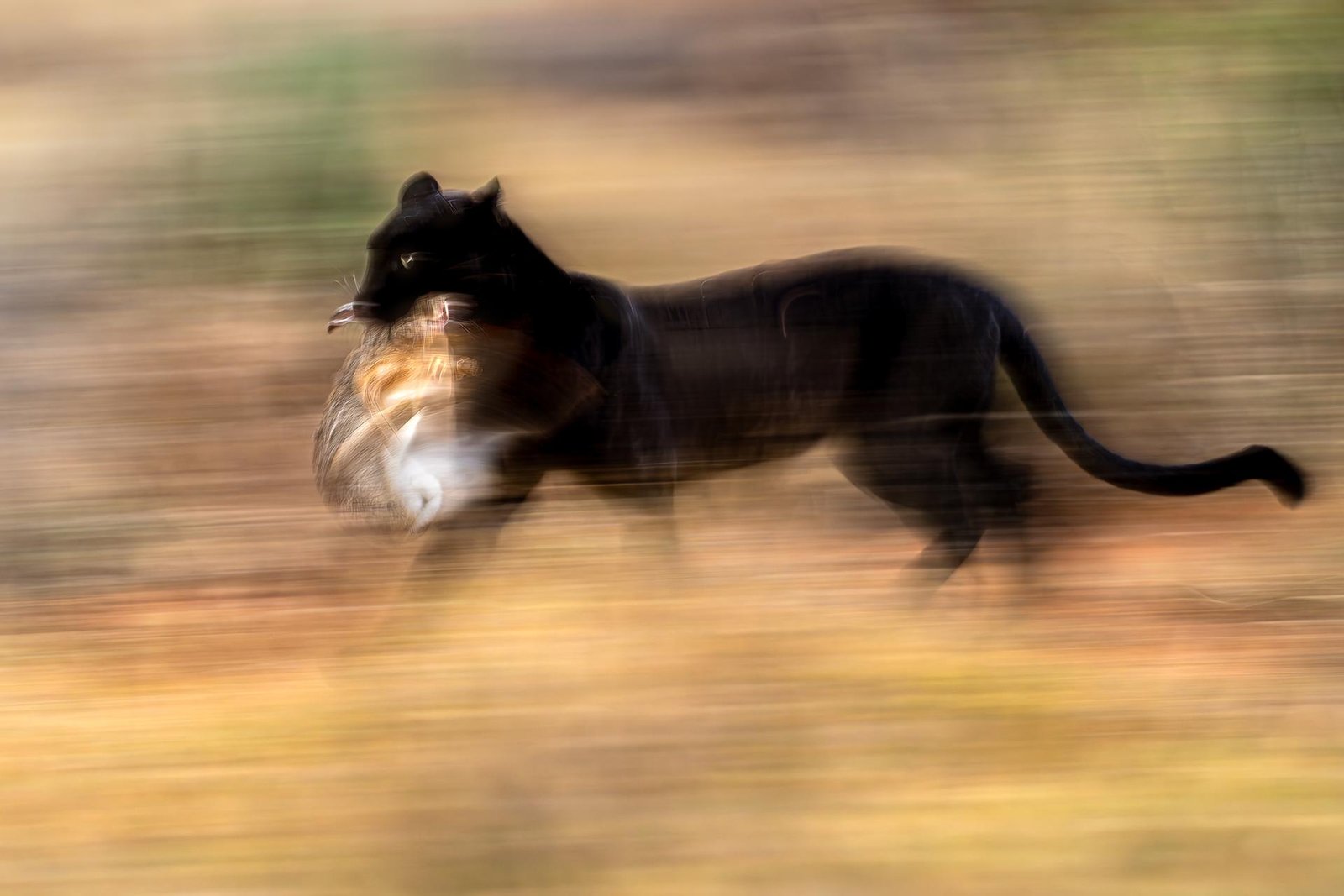 European Photography Awards Winner - Phantom of Laikipia