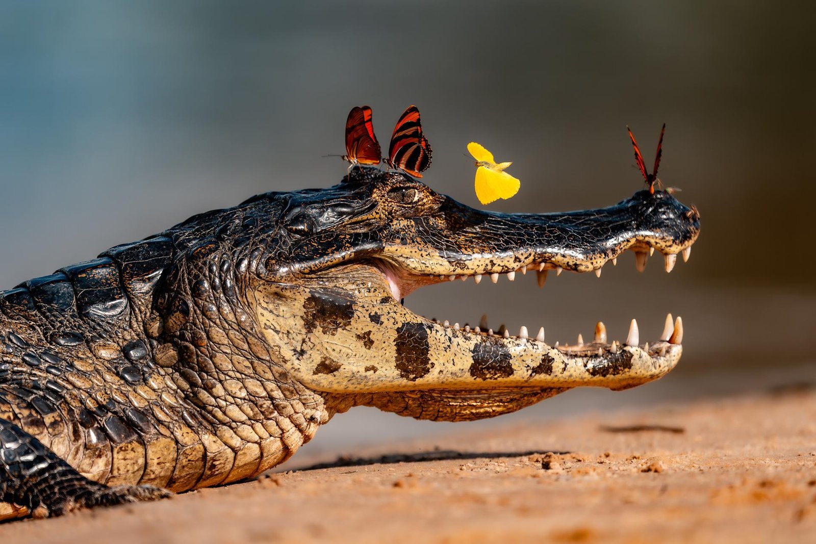 European Photography Awards Winner - Fragile Truce