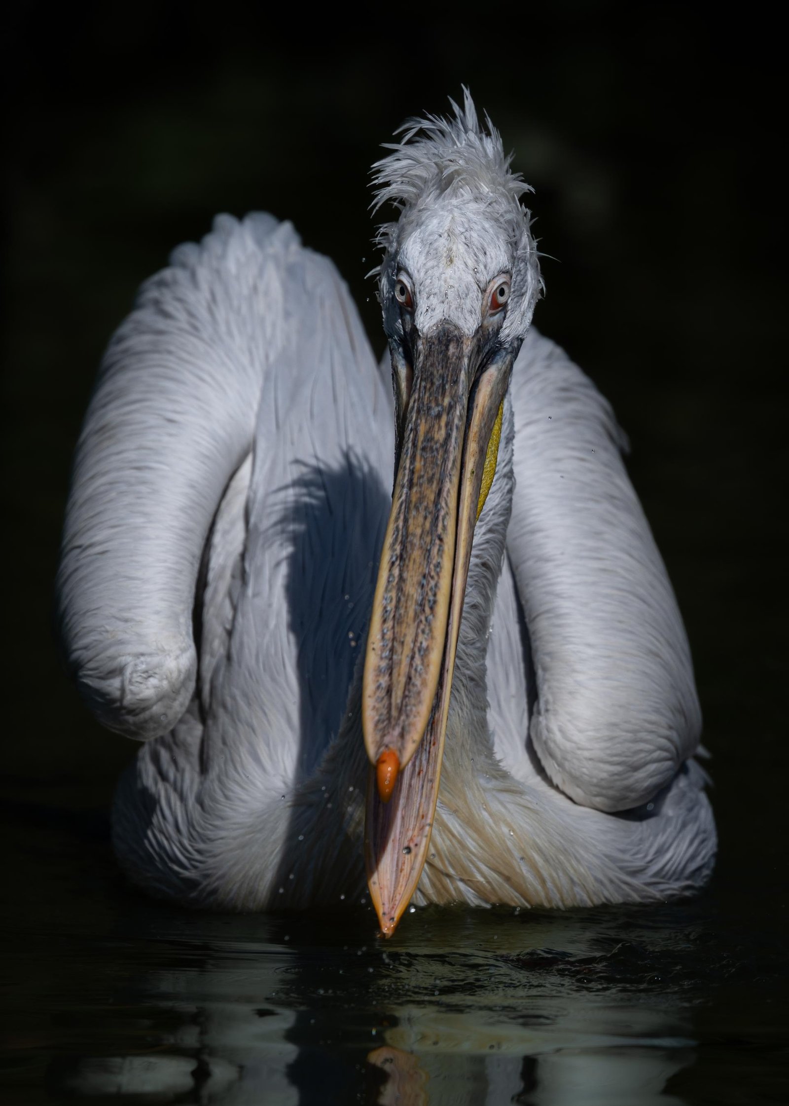 European Photography Awards Winner - Birds of Freedom
