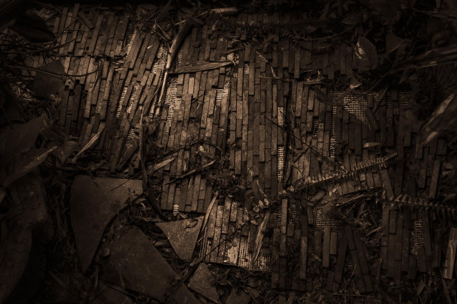 European Photography Awards Winner - The Liminal Garden