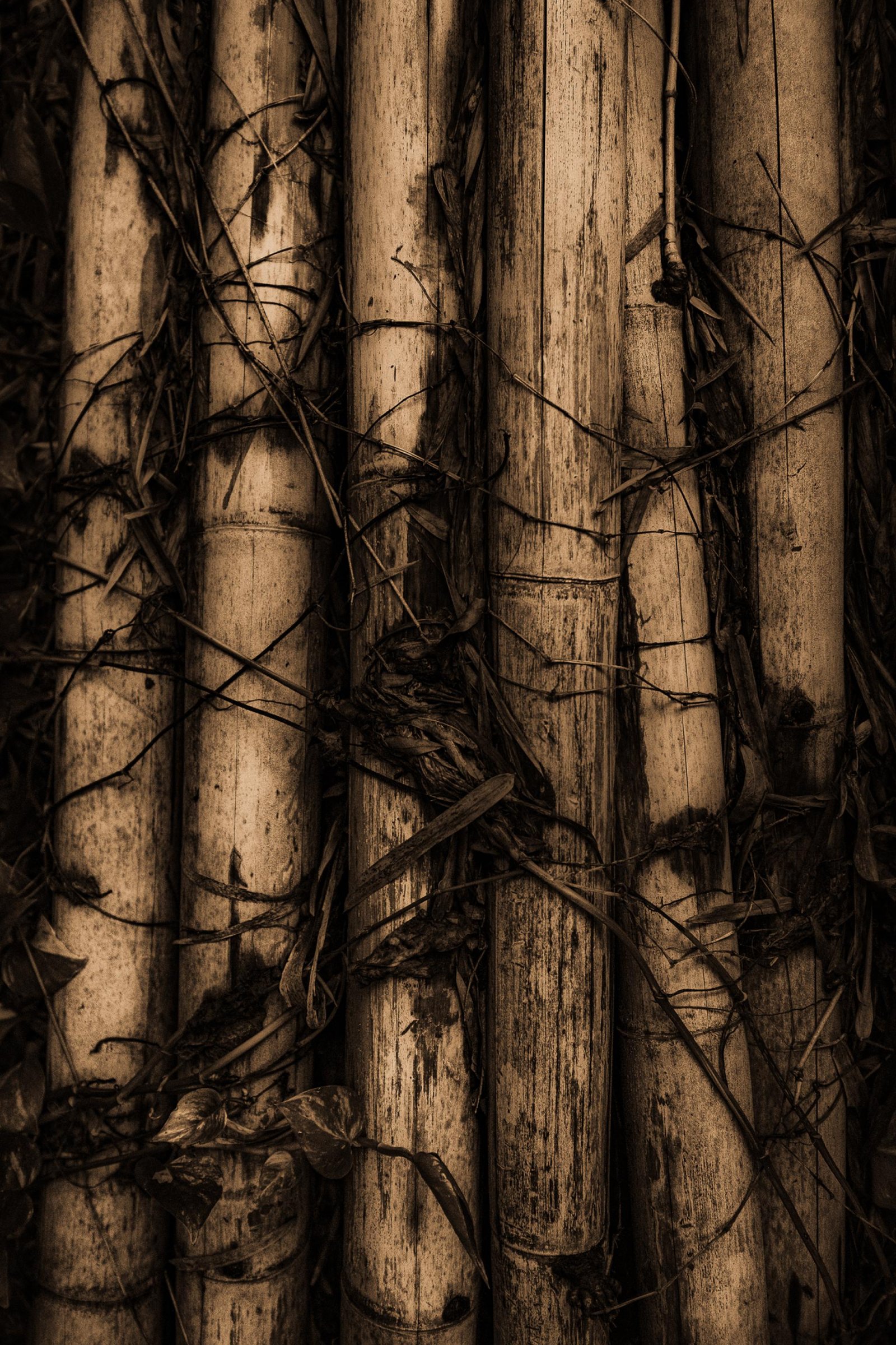 European Photography Awards Winner - The Liminal Garden