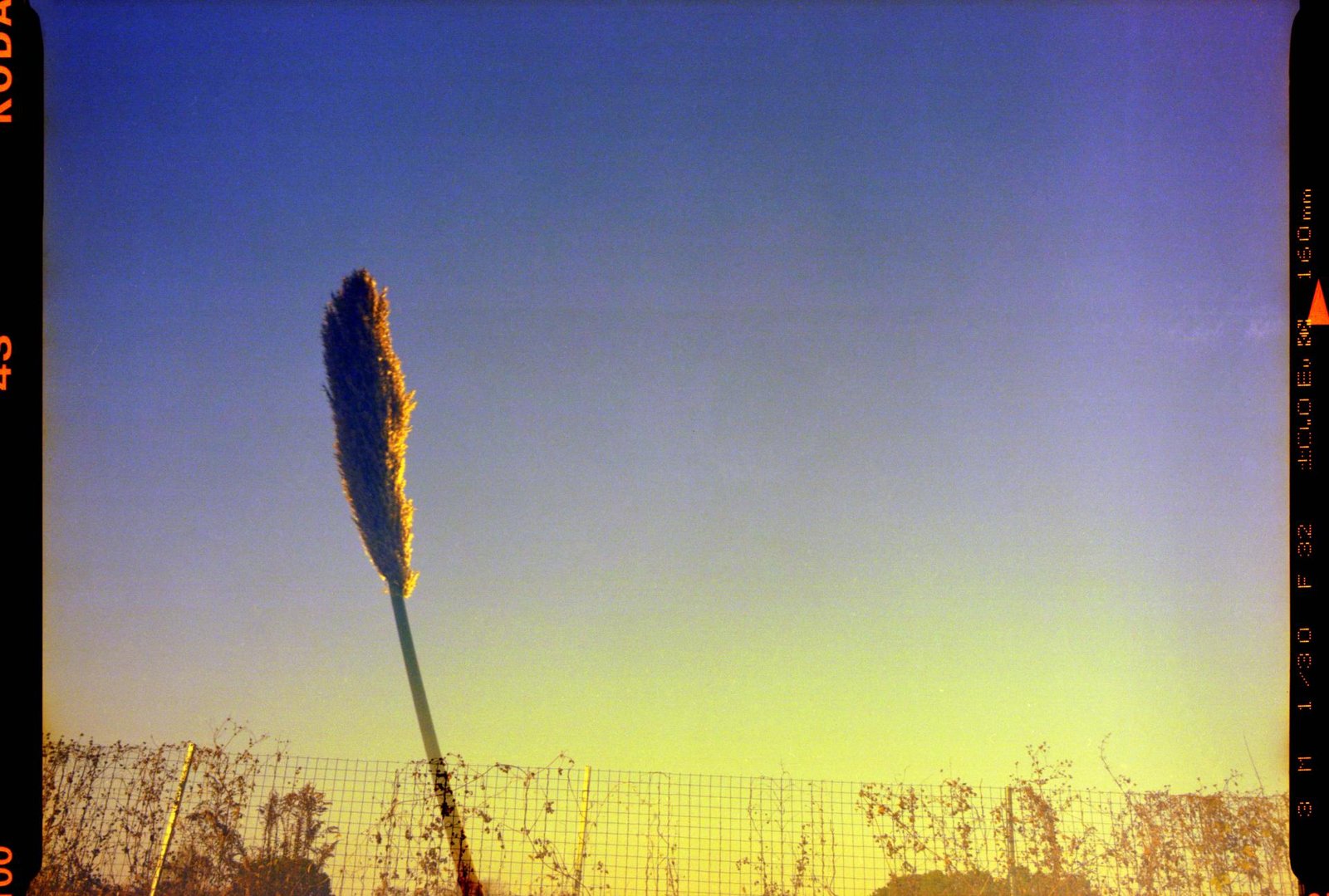 European Photography Awards Winner - Year 3000 flower blossom, this weather, and today