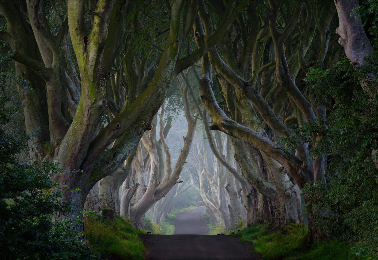 European Photography Awards Winner - Sacred Grove