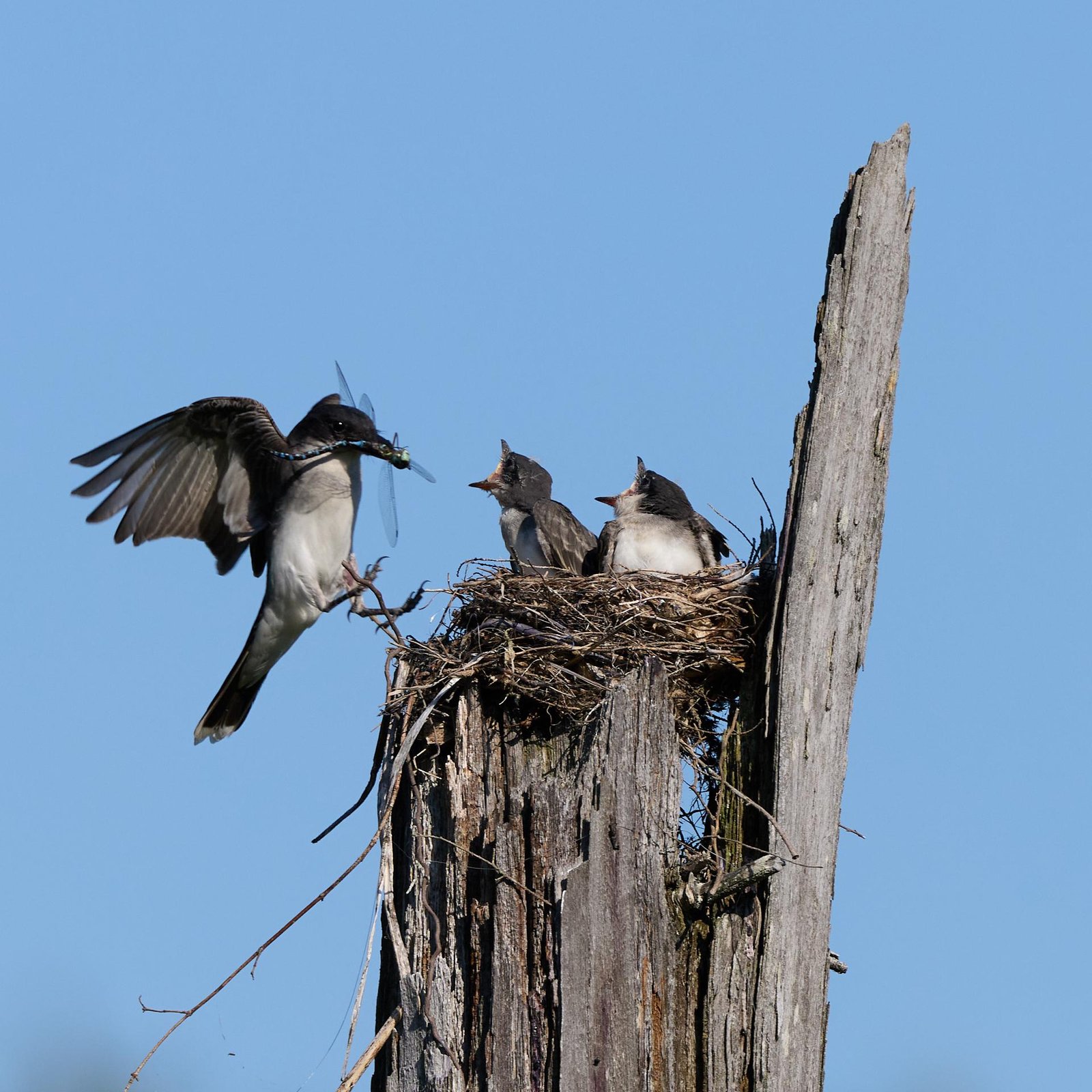European Photography Awards Winner - Lunch Time