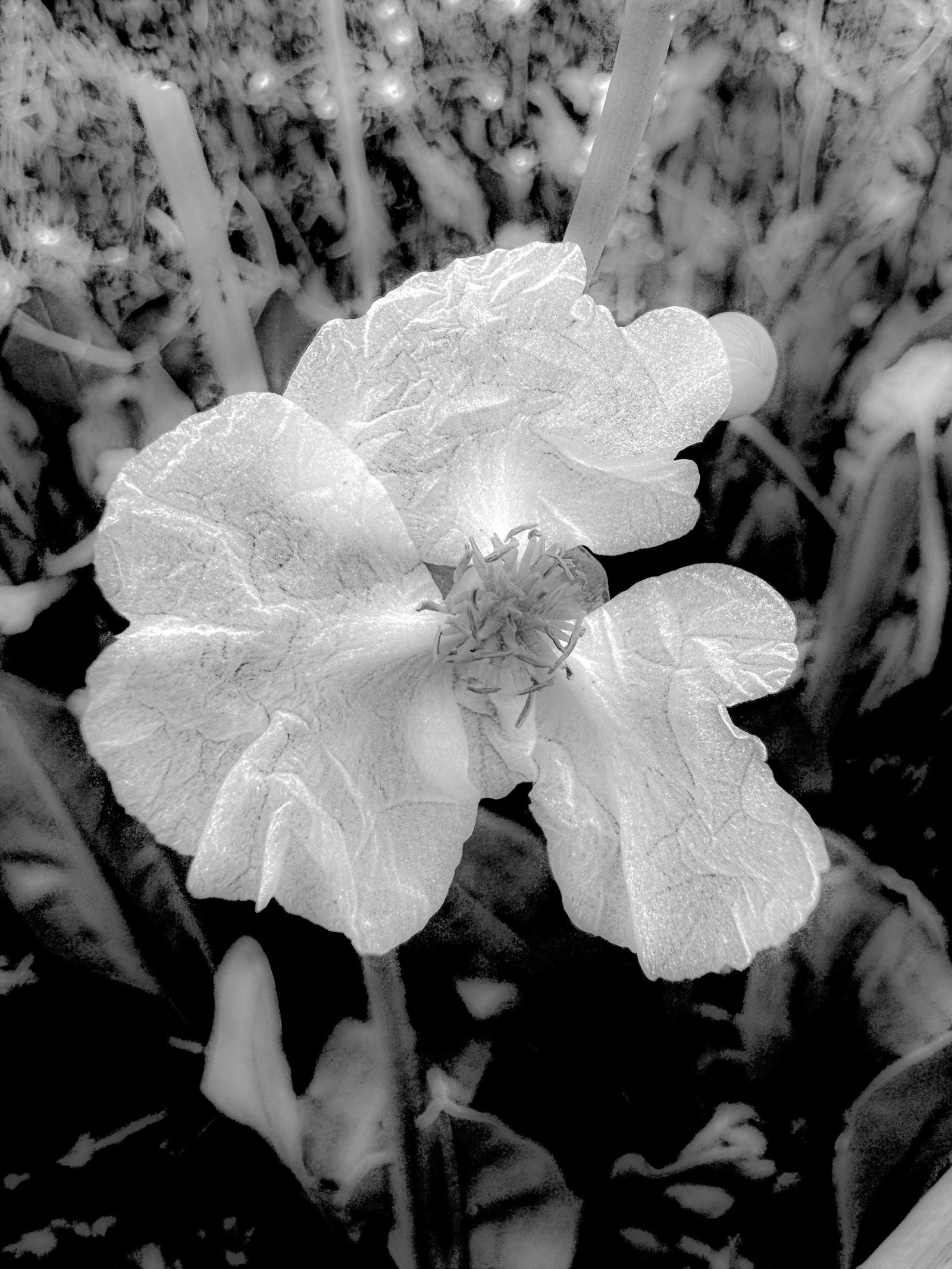 European Photography Awards Winner - Black and White seasonal perspectives