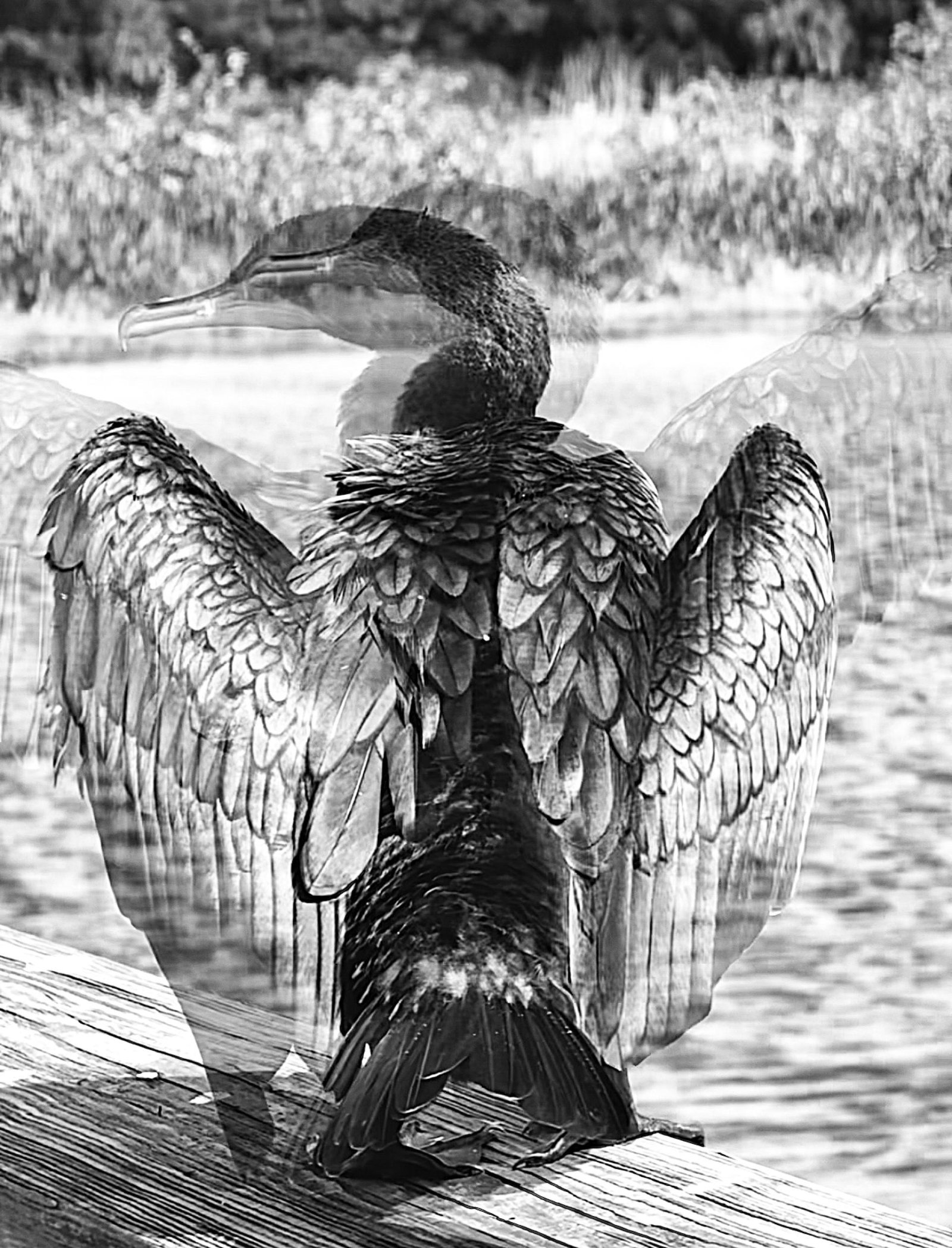 European Photography Awards Winner - Black and White seasonal perspectives