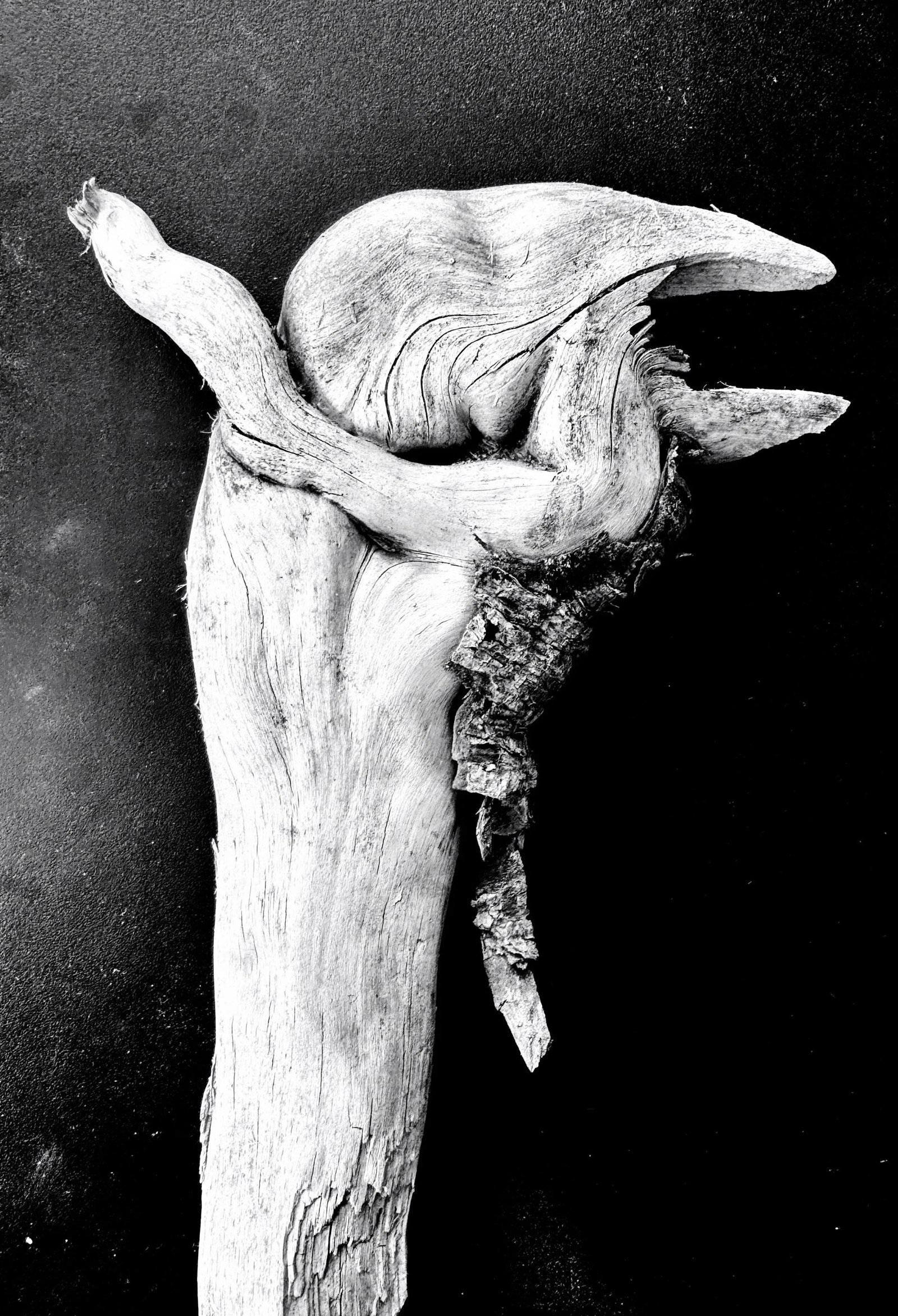 European Photography Awards Winner - Black and White seasonal perspectives